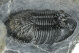 Thysanopeltis Trilobite - Boudib, Morocco #255581-3